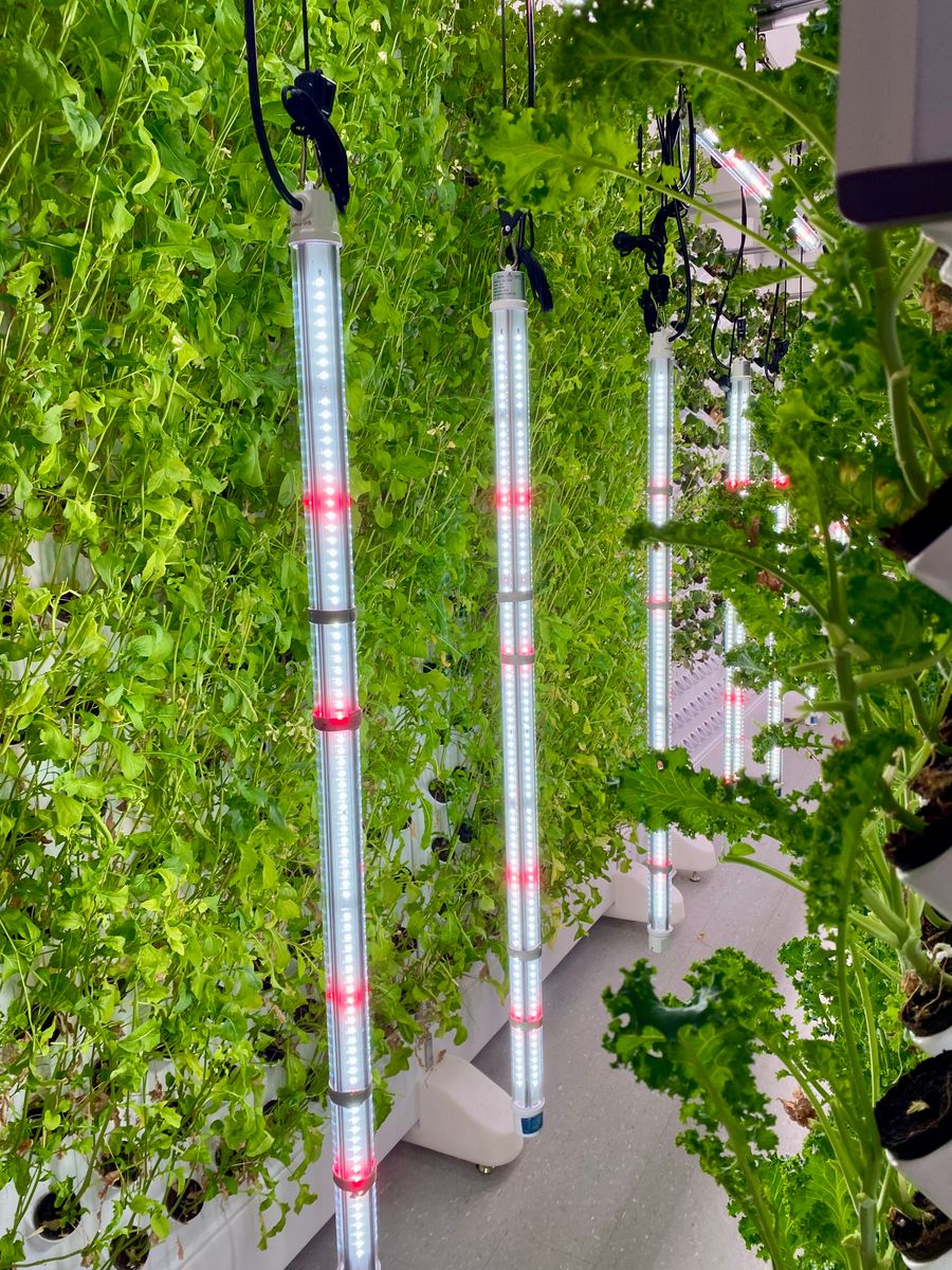 LED yoritilgan haqiqiy vertikal gidroponik ferma